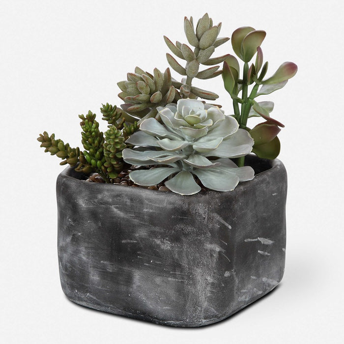 ALVERIO SUCCULENTS