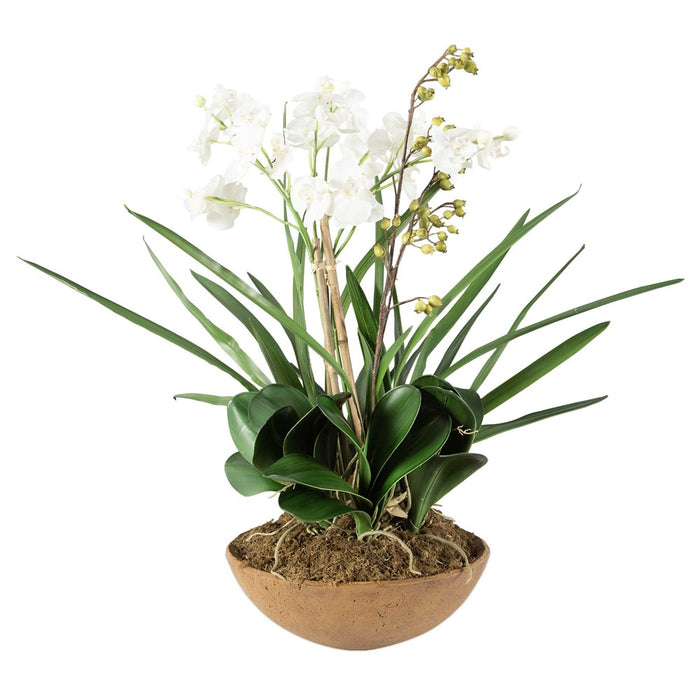 MOTH ORCHID PLANTER