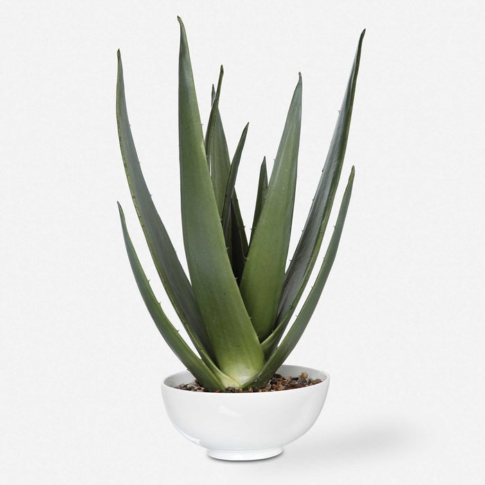 EVARADO ALOE PLANTER