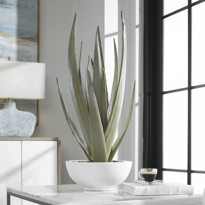 EVARADO ALOE PLANTER