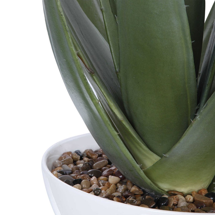 EVARADO ALOE PLANTER