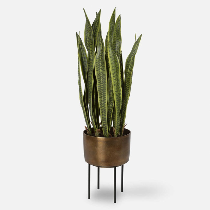 FASITA PLANTER, 2 CARTONS