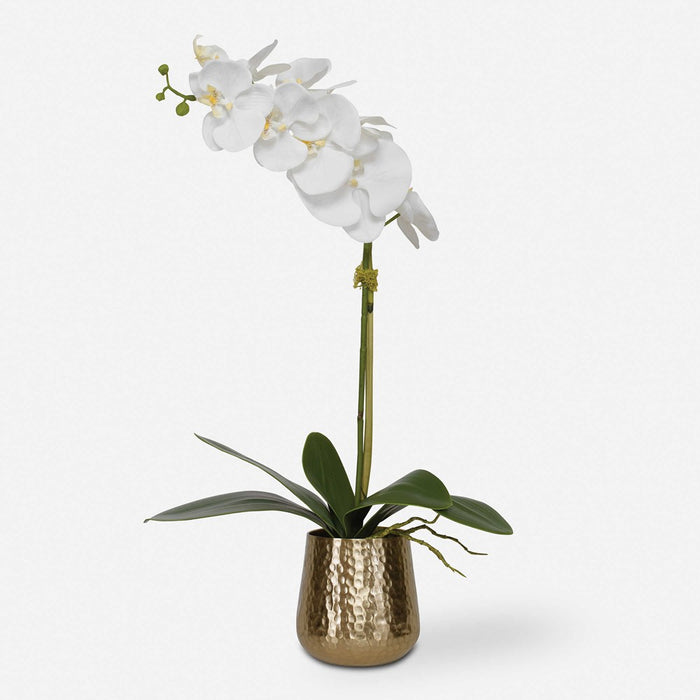 CAMI ORCHID, BRASS