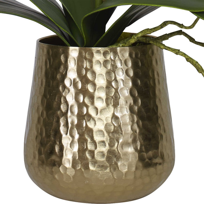 CAMI ORCHID, BRASS