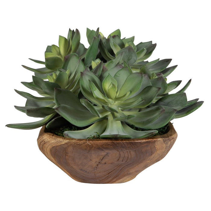 YUMA SUCCULENT CENTERPIECE