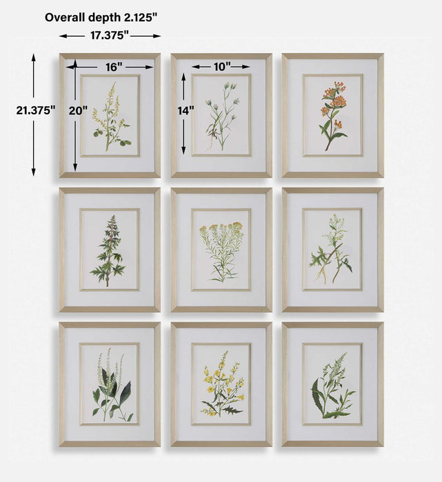 BOTANICAL FLOWERS FRAMED PRINTS, S/9