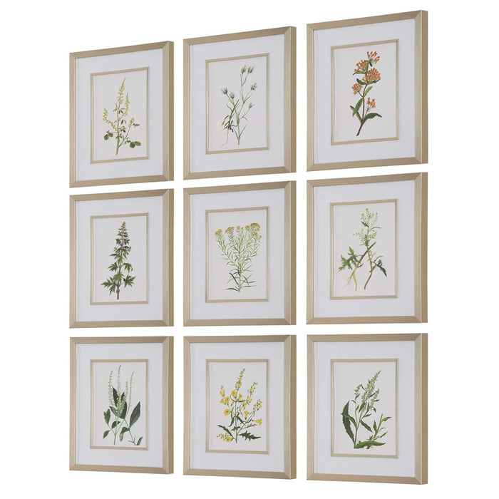 BOTANICAL FLOWERS FRAMED PRINTS, S/9