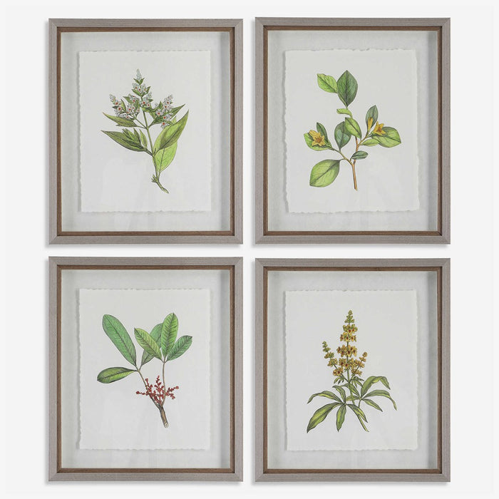 WILDFLOWER STUDY FRAMED PRINTS, S/4