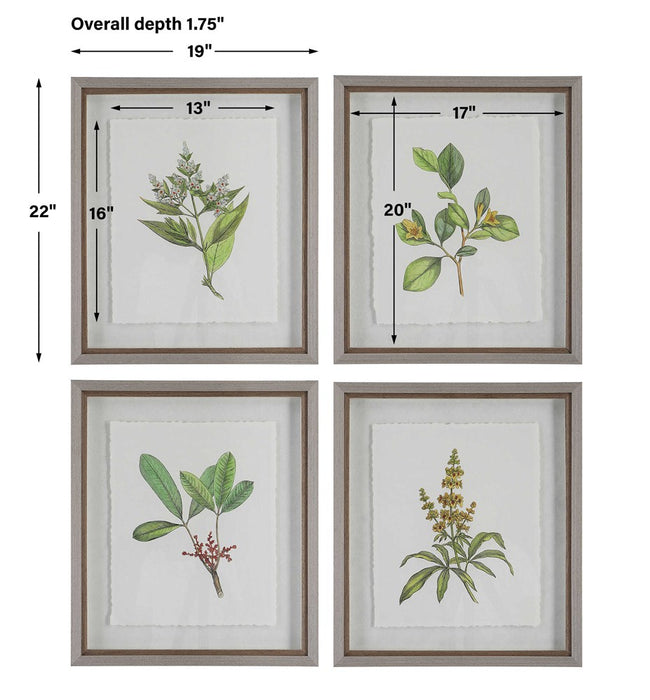 WILDFLOWER STUDY FRAMED PRINTS, S/4