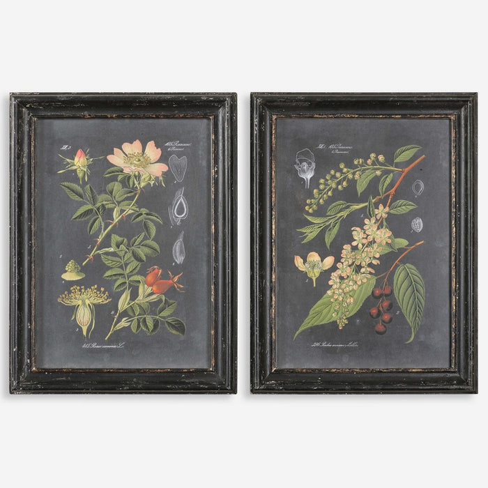 MIDNIGHT BOTANICALS FRAMED PRINTS, S/2