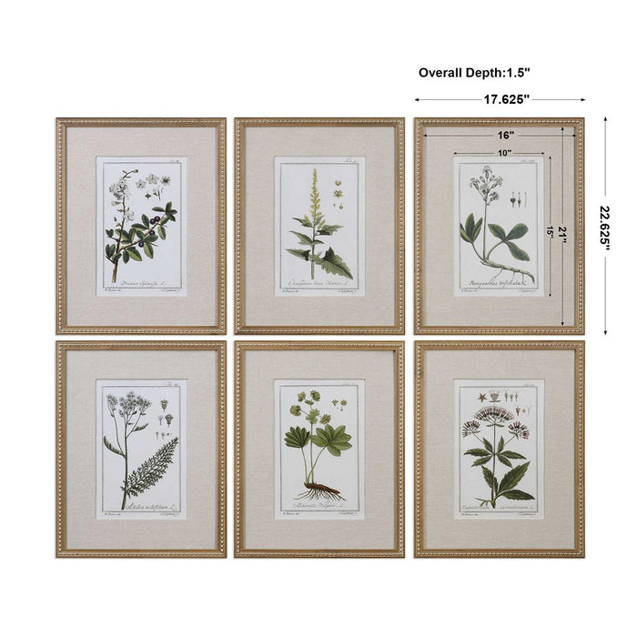 GREEN FLORAL BOTANICAL STUDY FRAMED PRINTS, S/6