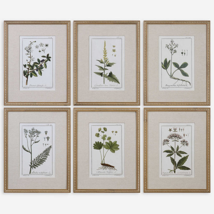 GREEN FLORAL BOTANICAL STUDY FRAMED PRINTS, S/6