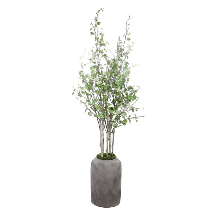 ALDIS POTTED RIVER BIRCH