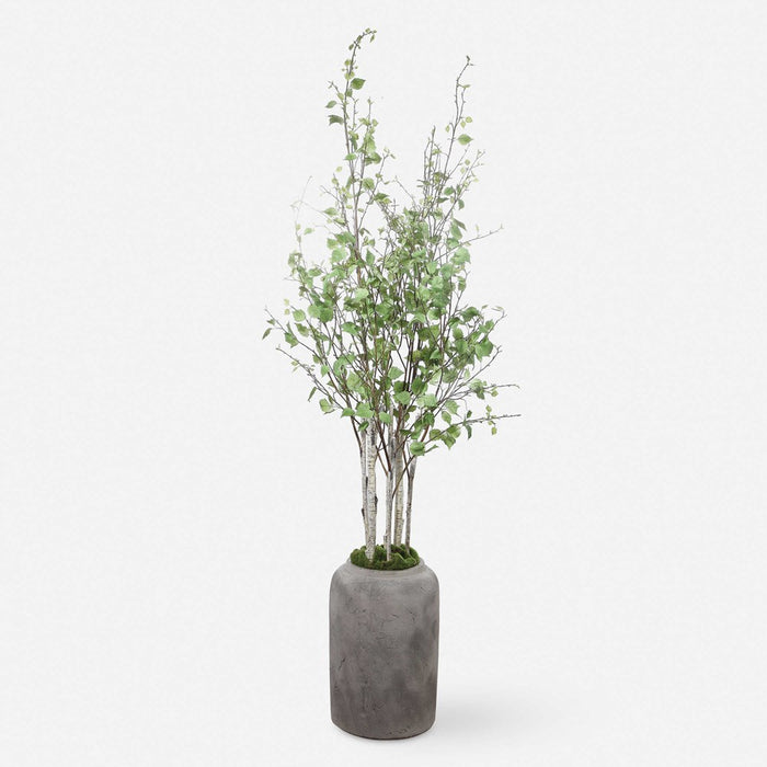 ALDIS POTTED RIVER BIRCH