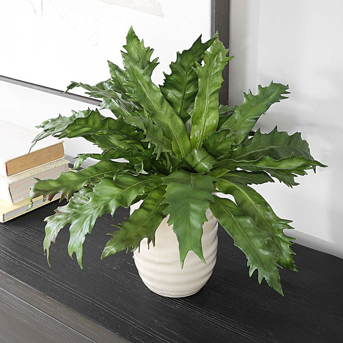 VERDURE FERN