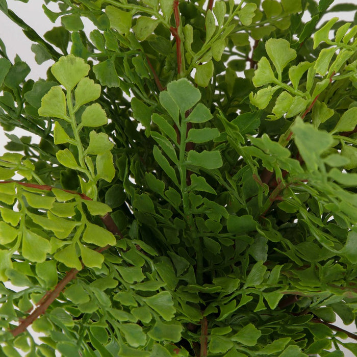 MAIDENHAIR FERN ACCENT