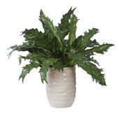 Verdure Fern