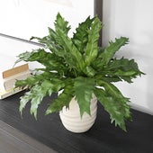 Verdure Fern