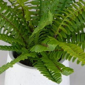 Boston Fern Accent