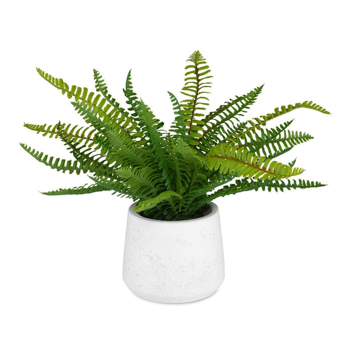 Boston Fern Accent