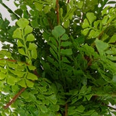 Maidenhair Fern Accent