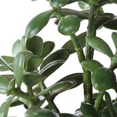 Crassula Jade Accent