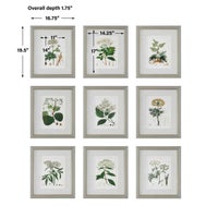 Antique Botanicals Framed Prints, S/9