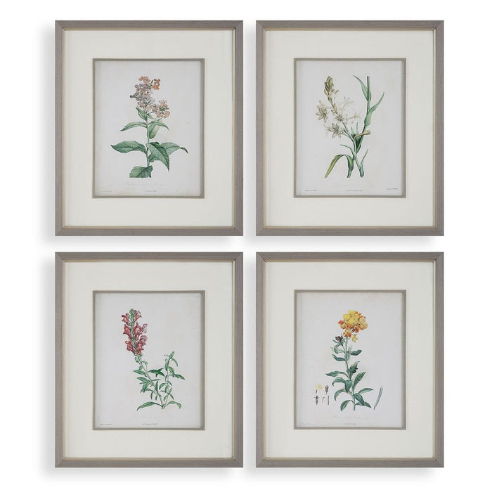 Heirloom Blooms Study Framed Prints, S/4