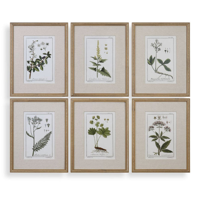 Green Floral Botanical Study Framed Prints, S/6