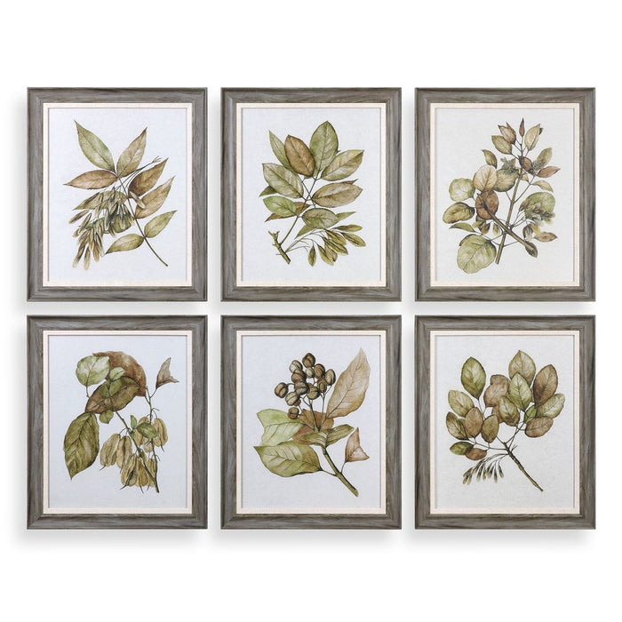 Seedlings Framed Prints, S/6