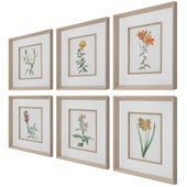 Classic Botanicals Framed Prints, S/6