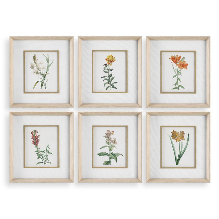 Classic Botanicals Framed Prints, S/6