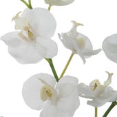 Glory Orchid, White