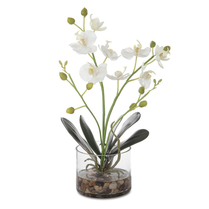 Glory Orchid, White