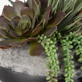 Gobi Succulent Centerpiece