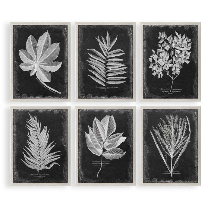 Foliage Framed Prints, S/6