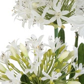 Purity Agapanthus Centerpiece