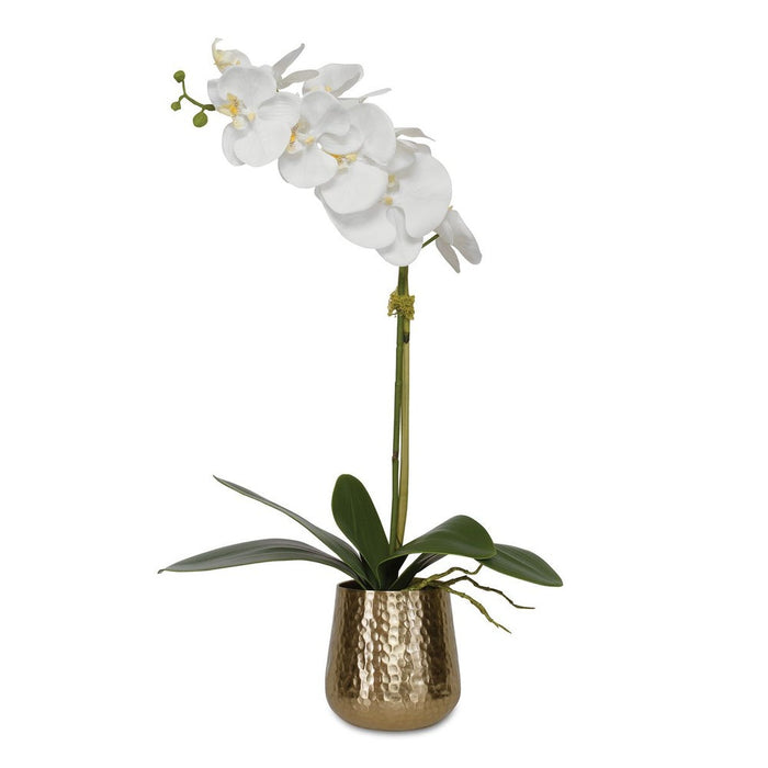 Cami Orchid, Brass