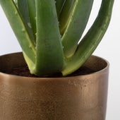 Arabia Aloe Planter, 2 CARTONS