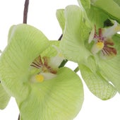 Valdive Orchid